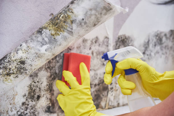 Best Commercial Mold Inspection  in USA